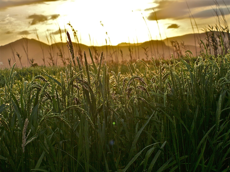 Arrozales de Pego-Oliva. Fotografía de Gloria Castro